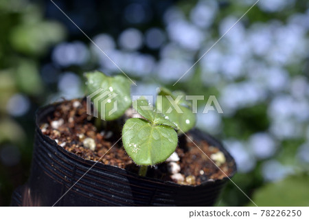 Forget-me-not season okra buds. Seedlings. Vegetables, vegetable garden, field image material Forget-me-not season okra buds. Seedlings. Vegetables, vegetable garden, field image material 78226250