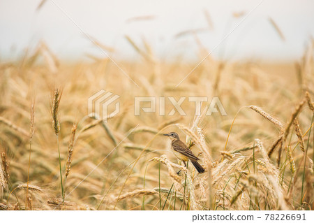 Western Yellow Wagtail. Motacilla Flava Is A Small Passerine In The Wagtail Family Motacillidae, Which Also Includes The Pipits And Longclaws. This Species Breeds In Much Of Temperate Europe And Asia 78226691