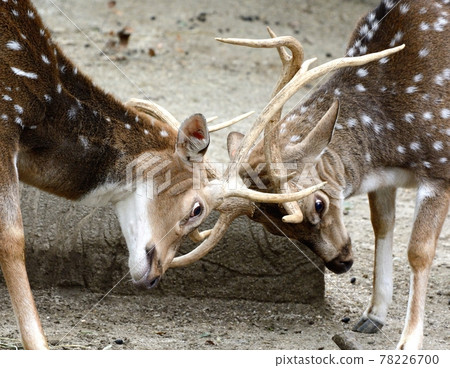 決鬥/軸心鹿相互纏繞02 78226700