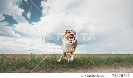 Angry Aggressive Mad Dog Running On Camera 78226705