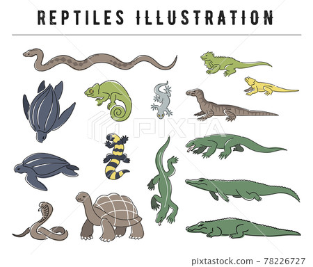 Illustration set of various hand-painted reptiles Illustration set of various hand-painted reptiles 78226727