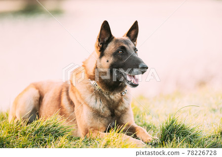 Malinois Dog Outdoors In Grass. Belgian Sheepdog Are Active, Intelligent, Friendly, Protective, Alert And Hard-working. Shepherd, Belgium, Chien De Berger Belge Dog Malinois Dog Outdoors In Grass. Belgian Sheepdog Are Active, Intelligent, Friendly, Protective, Alert And Hard-working. Shepherd, Belgium, Chien De Berger Belge Dog 78226728