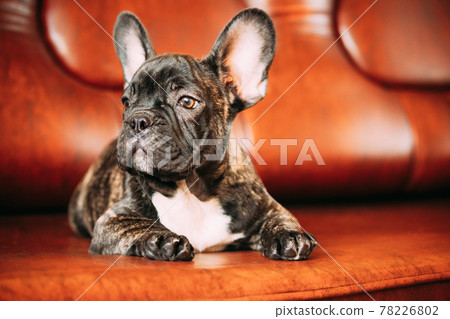 Young Small Black French Bulldog Dog Puppy Lying On Sofa. Funny Dog Baby With Beautiful Black Snout Eyes Bulldog Puppy Dog. Adorable Bulldog Puppy 78226802