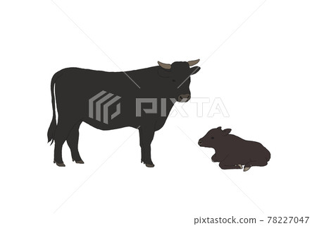 Illustration of Japanese black beef parent and child-hand-drawn line drawing 78227047