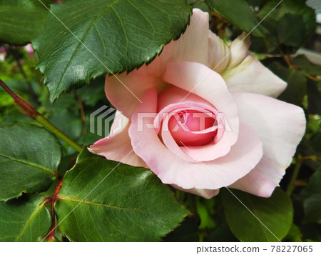 粉紅玫瑰 粉紅玫瑰 78227065