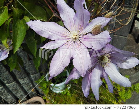 特森的花朵 78227066