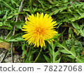 蒲公英在該領域 78227068