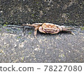 螃蟹  78227080