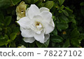 梔子花〉 78227102