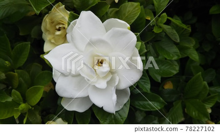 梔子花〉 78227102