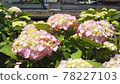 桃色繡球花 78227103