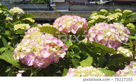 桃色繡球花 78227103