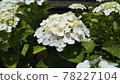 白色繡球花 78227104