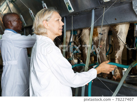 Milkmaids man and woman in bathrobe with automatical cow milking machines 78227407
