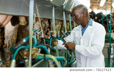 Farm milkmaid man in barn working with automatical cow milking machines Farm milkmaid man in barn working with automatical cow milking machines 78227423