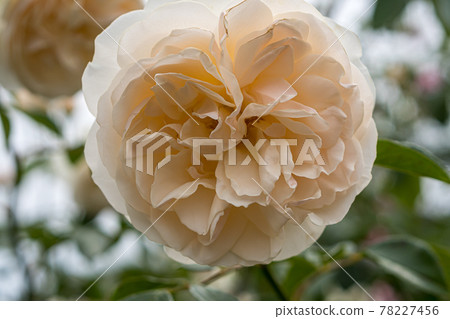 Roses in full bloom in the rose garden 78227456