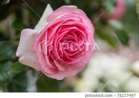 Roses in full bloom in the rose garden 78227497