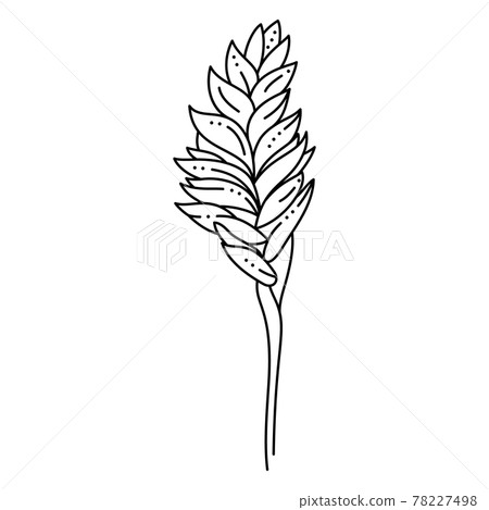 Vriesea Tropical Flower in a Trendy Minimalist Liner Style. Vector Floral Illustration 78227498