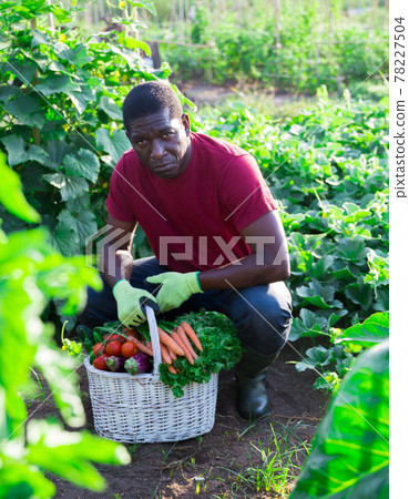 Positive african american farm owner with basket of vegetables in his garden 78227504