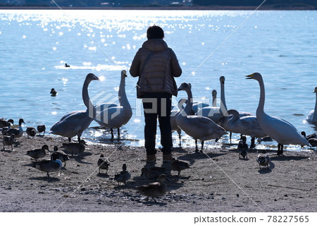 一個女人在春天餵水鳥 一個女人在春天餵水鳥 78227565