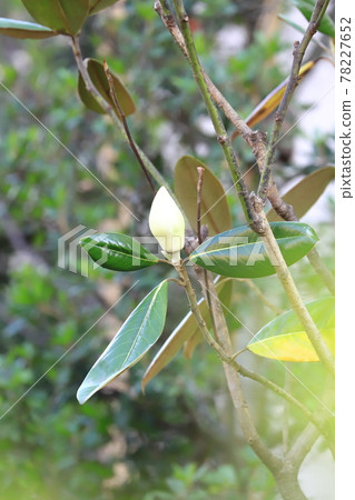 Magnolia magnolia in bloom 78227652