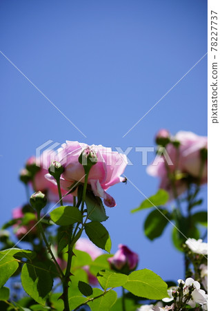 Rose (vine Madame Caronine Testou) Rose (vine Madame Caronine Testou) 78227737