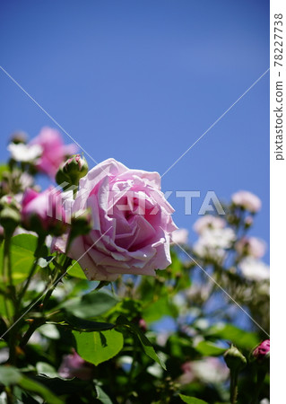Rose (vine Madame Caronine Testou) Rose (vine Madame Caronine Testou) 78227738