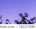Magic hour moon and blooming apple trees 78227886
