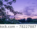 Magic hour sky and flowering apple branches 78227887