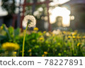 Dandelion fluff at the shrine at dusk 78227891
