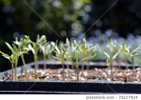 Buds and seedlings of medium-sized tomatoes in early April. Vegetables, vegetable garden, field image material 78227924