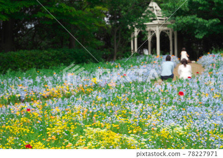 Nagoya Port Wildflower Garden Blue Bonett Wildflower Village 78227971