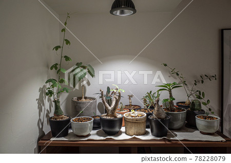 Various bulbous plants Various bulbous plants 78228079