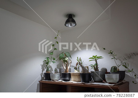 各種球根植物 各種球根植物 78228087