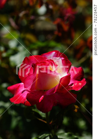 Rose (Double Delight) 78228457