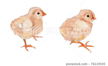 Watercolor illustration of a newborn chick (3-5 days old) 78228505