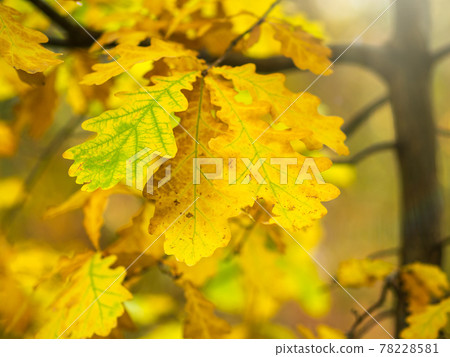 Oak branches with yellow leaves in autumn park 78228581