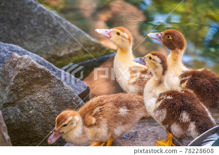 Cute little ducklings standing in a lake coast 78228608