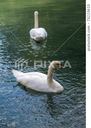Two graceful white swans swim in the dark water. 78228610