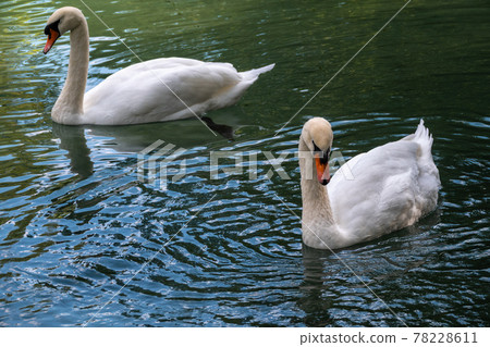 Two graceful white swans swim in the dark water. Two graceful white swans swim in the dark water. 78228611