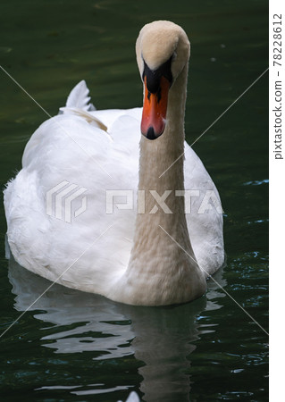 A graceful white swan swimming on a lake with dark green water. The white swan is reflected in the water 78228612