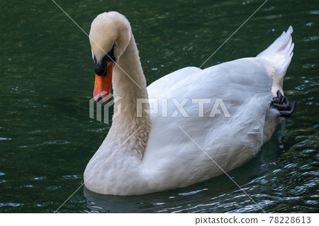A graceful white swan swimming on a lake with dark green water. The white swan is reflected in the water 78228613