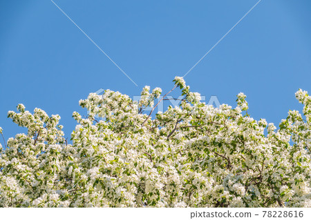 Apple tree branches with white flowers on a background of blue clear sky. Apple tree branches with white flowers on a background of blue clear sky. 78228616
