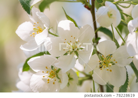 White blossoming apple trees. White apple tree flowers 78228619