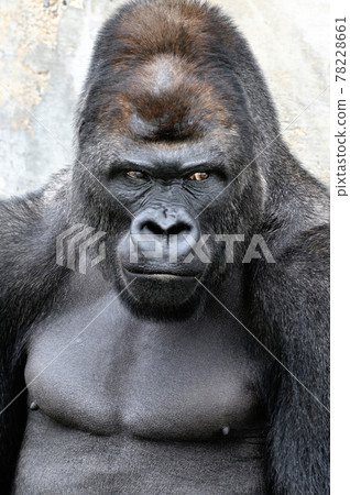 Handsome gorilla portrait 01 Handsome gorilla portrait 01 78228661