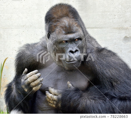 Drumming, handsome gorilla Drumming, handsome gorilla 78228663