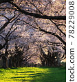 See the cherry blossoms at Shizukuishikawa Garden in the evening 78229008