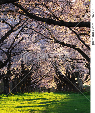 See the cherry blossoms at Shizukuishikawa Garden in the evening 78229008