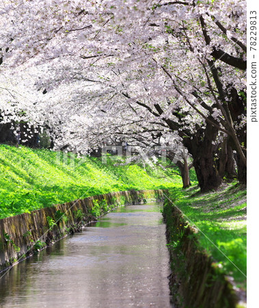 Sakura and flower rafts in Hirosaki Park 78229813