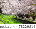 Sakura and flower rafts in Hirosaki Park 78229814
